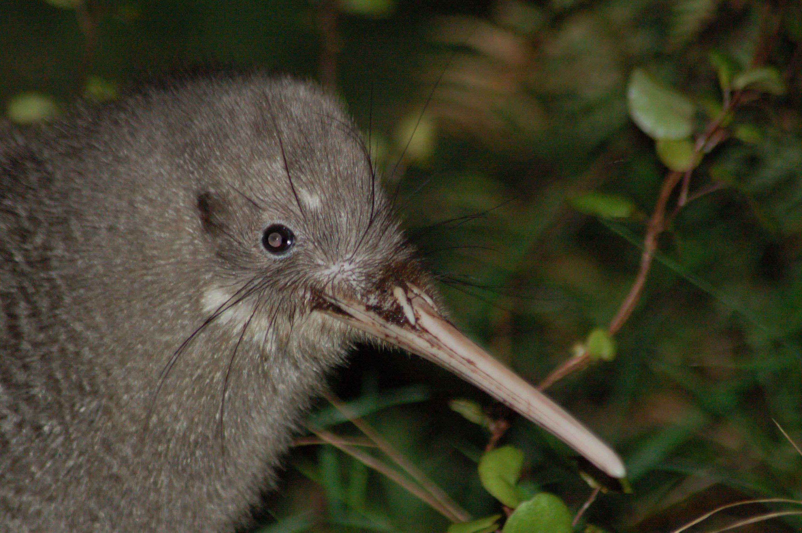 Little Spotted Kiwi – Tiritiri Matangi