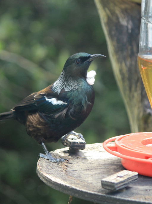 How to attract native birds to your garden Tiritiri Matangi